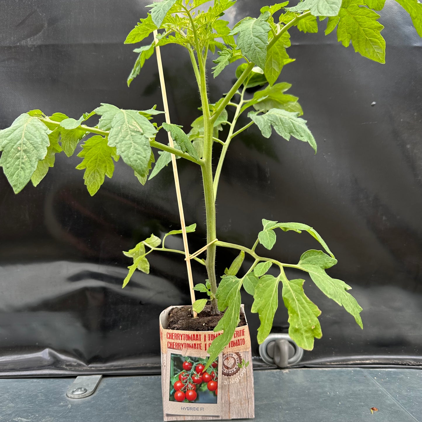 Cherrytomaat