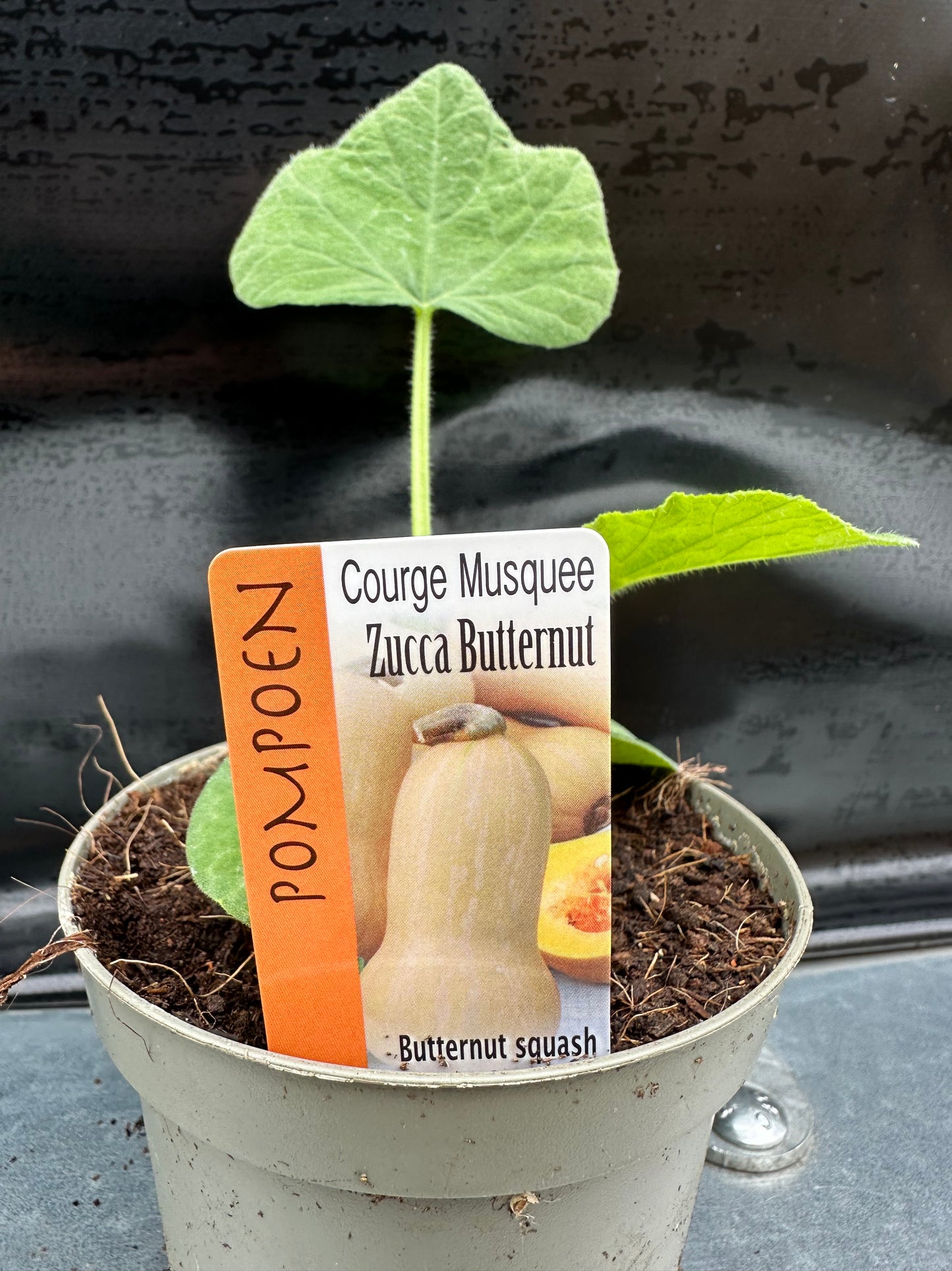 Butternut pompoen