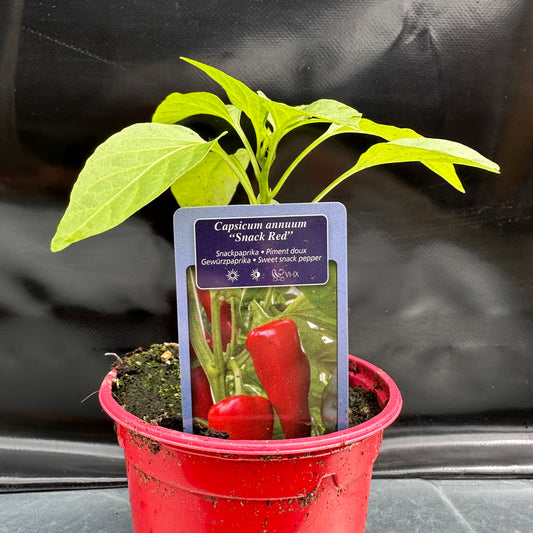 Paprika snack rood