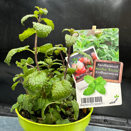 Aardbeimunt