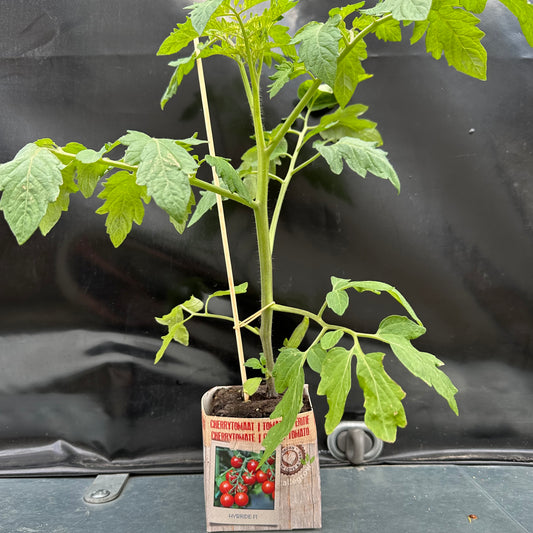 Cherrytomaat