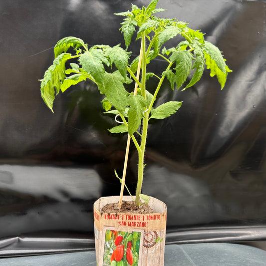 Tomaat San Marzano