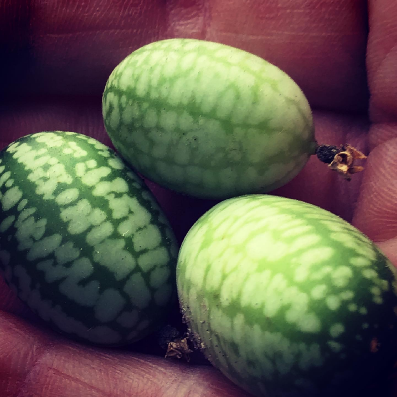 Buzzy® Muismeloen, Cucamelon