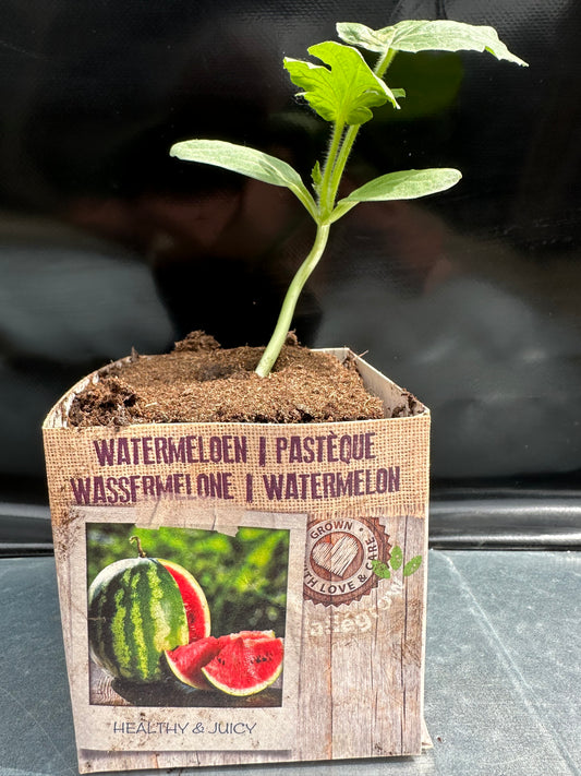 Watermeloen