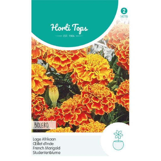 HT Tagetes, lage Afrikaan Bolero