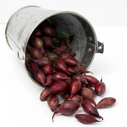 Plantuien Red Baron 250g maat 14/21