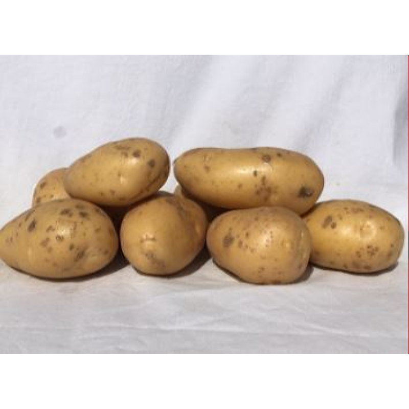 Pootaardappel Berber 1 Kg