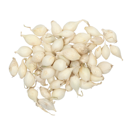Plantuien Snowball 250g maat 14/21
